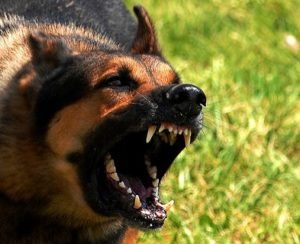 Cariati Law Toronto, Ontario Injury Lawyers Personal Injury Dog Bite Aggressive Dog